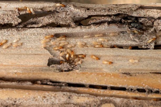 Reliable Wayne Heights, PA Pest Control Solutions